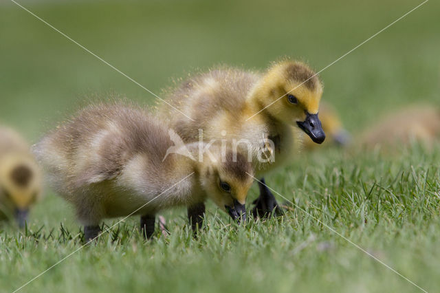 Canadese Gans (Branta canadensis)