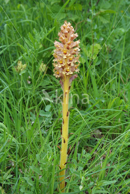 Knapweed Broomrape (Orobanche major)