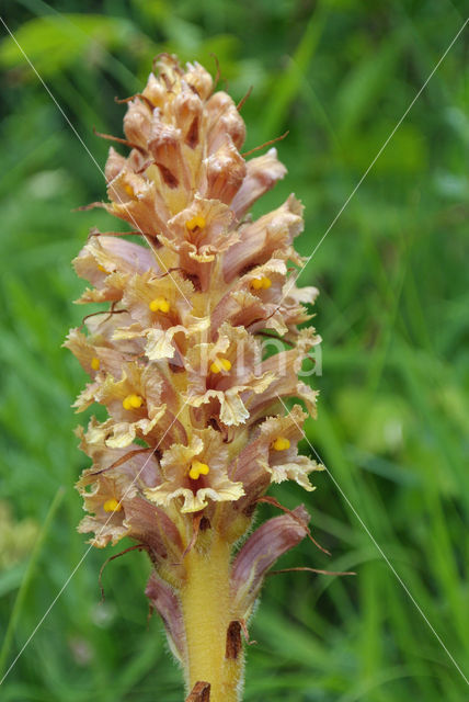 Centauriebremraap (Orobanche major)