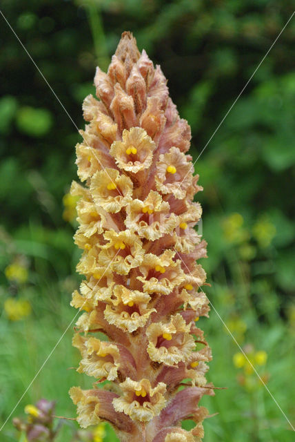 Centauriebremraap (Orobanche major)