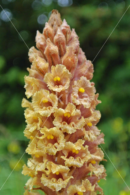 Knapweed Broomrape (Orobanche major)