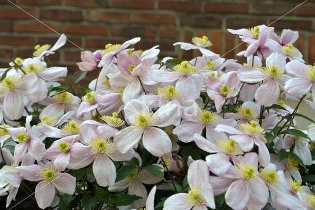 Clematis spec