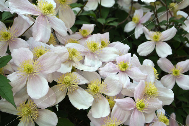 Clematis (Clematis spec)