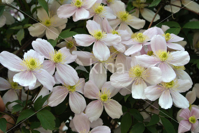 Clematis spec