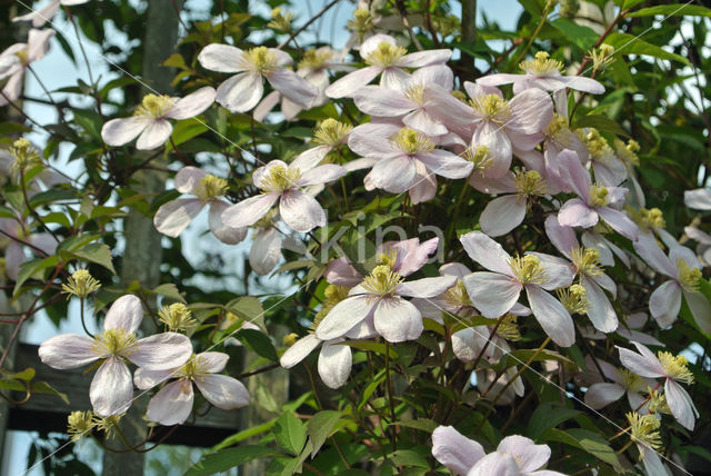 Clematis (Clematis spec)