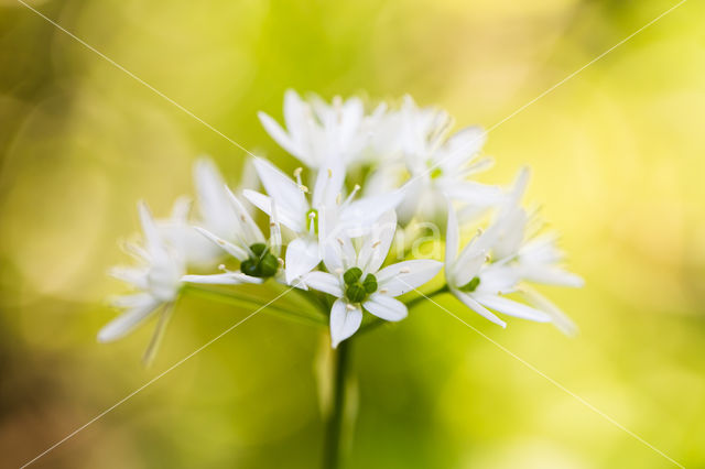 Daslook (Allium ursinum)