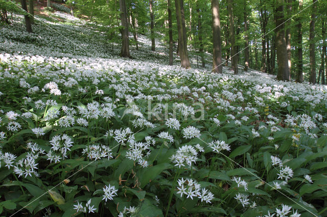 Ramsons (Allium ursinum)