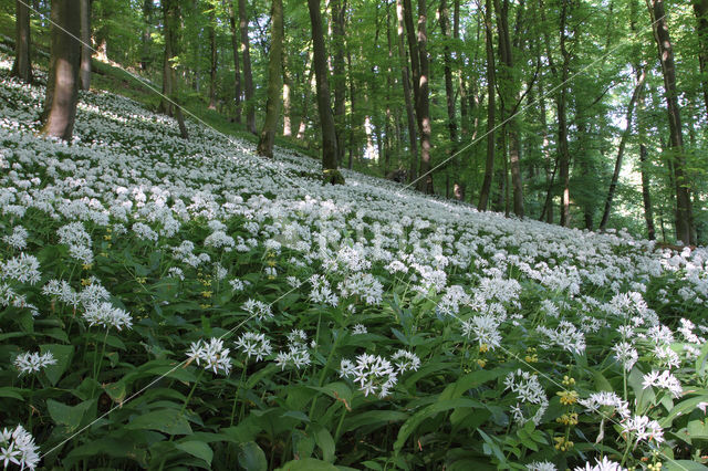 Daslook (Allium ursinum)