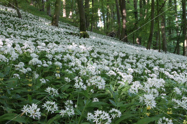 Daslook (Allium ursinum)