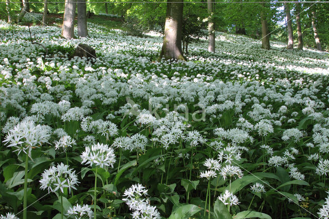 Daslook (Allium ursinum)