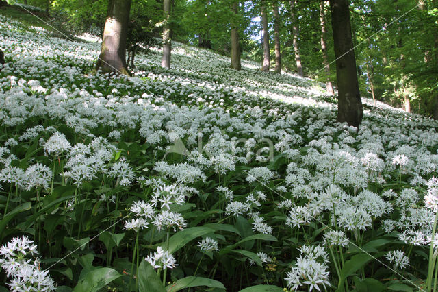 Ramsons (Allium ursinum)