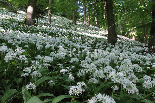 Daslook (Allium ursinum)