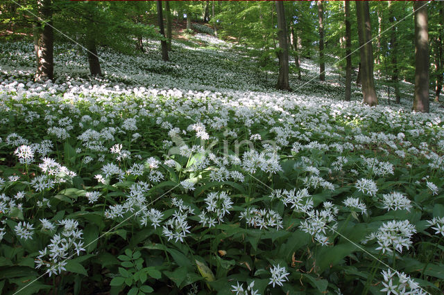 Daslook (Allium ursinum)