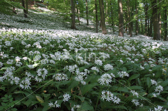 Daslook (Allium ursinum)