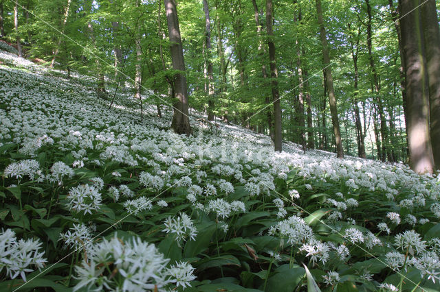 Daslook (Allium ursinum)