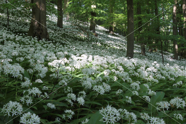 Ramsons (Allium ursinum)