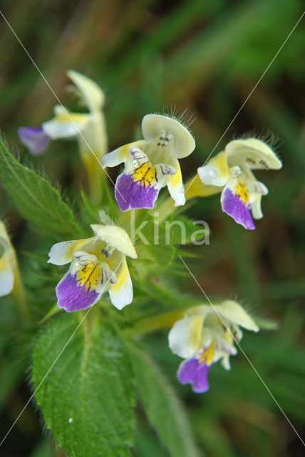 Large-flowered Hemp-nettle (Galeopsis speciosa)