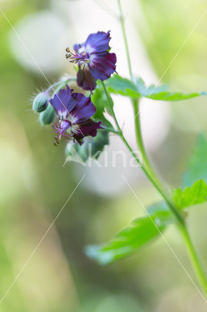 Donkere ooievaarsbek (Geranium phaeum)