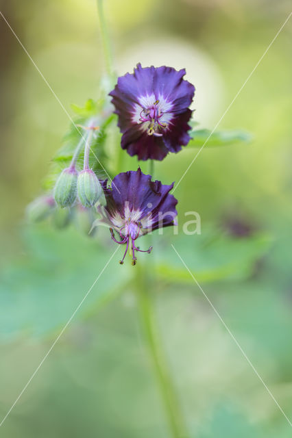 Donkere ooievaarsbek (Geranium phaeum)