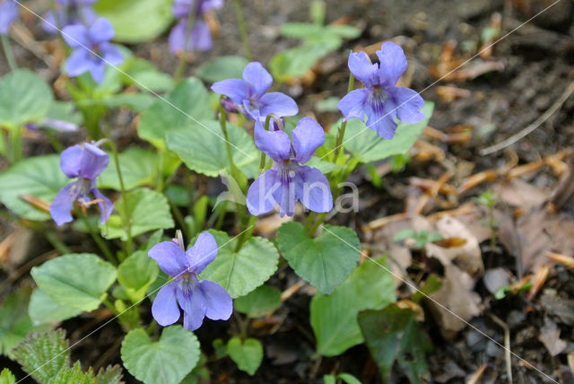 Donkersporig bosviooltje