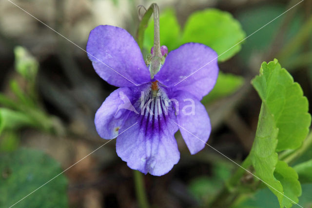 Early Dog-violet (Viola reichenbachiana)