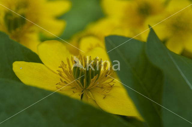 Marsh Marigold (Caltha palustris)