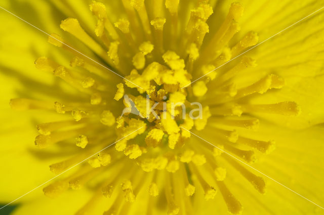 Marsh Marigold (Caltha palustris)