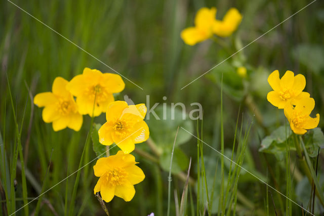 Dotterbloem (Caltha palustris)