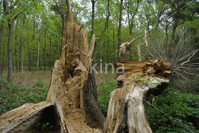 Douglasspar (Pseudotsuga menziesii)