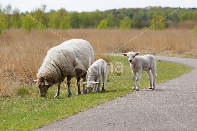 Drents heideschaap (Ovis domesticus)