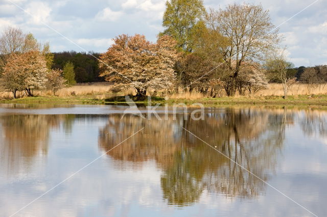 Drents krentenboompje (Amelanchier laevis)