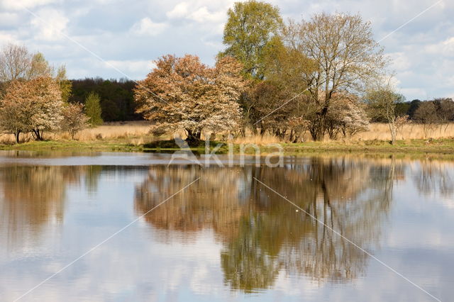 Drents krentenboompje (Amelanchier laevis)