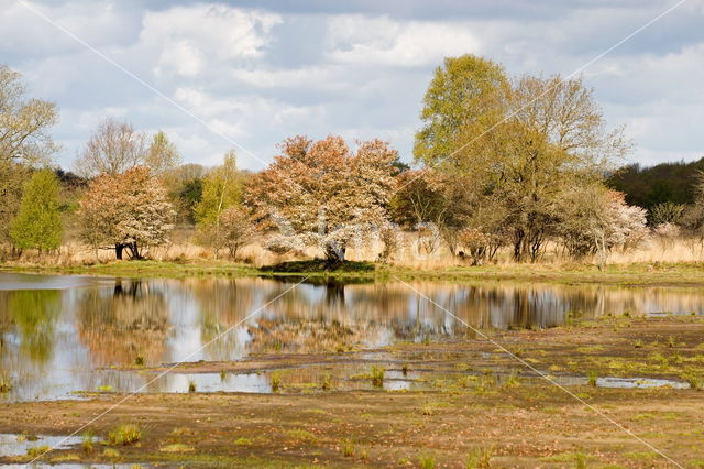 Drents krentenboompje (Amelanchier laevis)