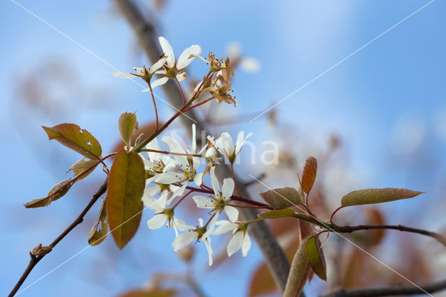 Drents krentenboompje (Amelanchier laevis)