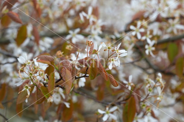 Drents krentenboompje (Amelanchier laevis)