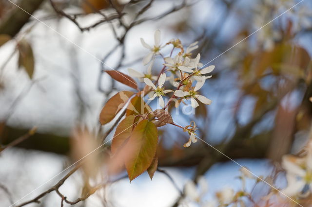 Drents krentenboompje (Amelanchier laevis)