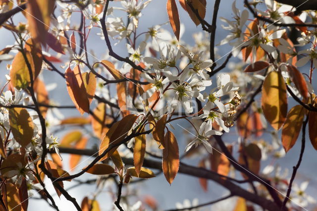 Drents krentenboompje (Amelanchier laevis)