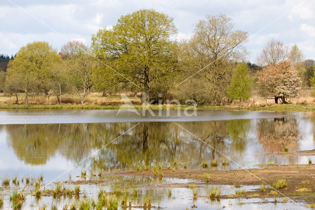 Drents krentenboompje (Amelanchier laevis)