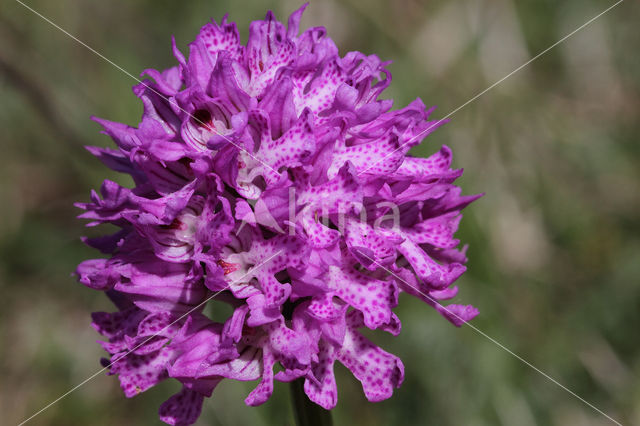 three-toothed orchid (Neotinea tridentata)
