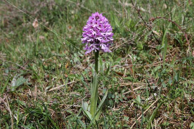 three-toothed orchid (Neotinea tridentata)