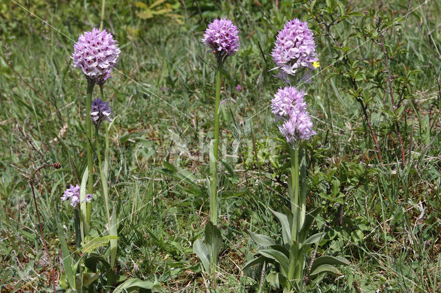 three-toothed orchid (Neotinea tridentata)