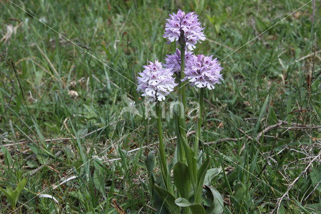 Drietandorchis (Neotinea tridentata)