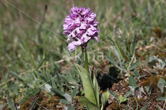 three-toothed orchid (Neotinea tridentata)