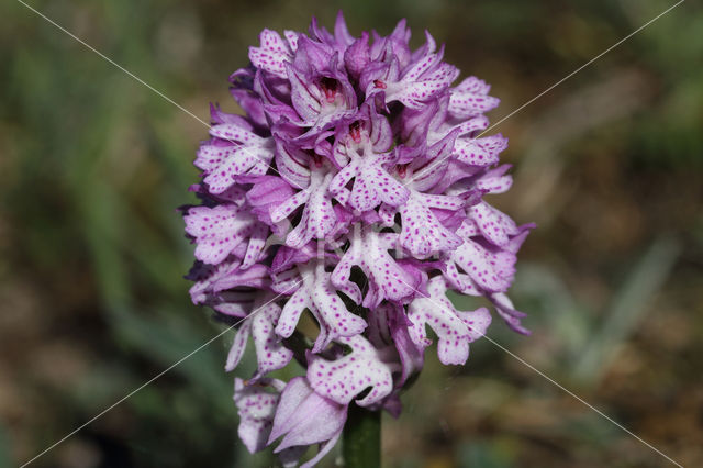 three-toothed orchid (Neotinea tridentata)