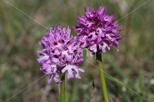 three-toothed orchid (Neotinea tridentata)