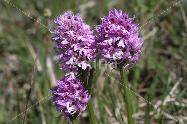 three-toothed orchid (Neotinea tridentata)