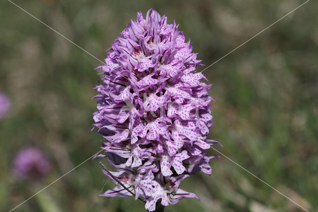 three-toothed orchid (Neotinea tridentata)