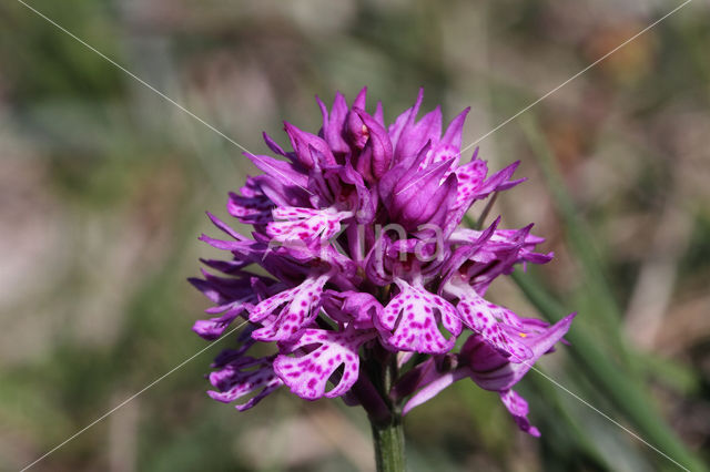 three-toothed orchid (Neotinea tridentata)