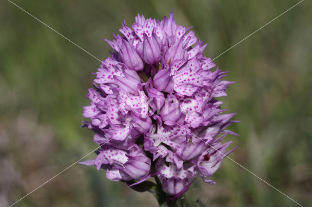 three-toothed orchid (Neotinea tridentata)