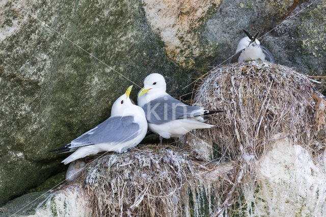 Black-legged Kittiwake (Rissa tridactyla)